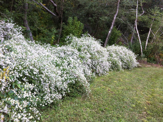 Is it okay to plant perennials in the fall?