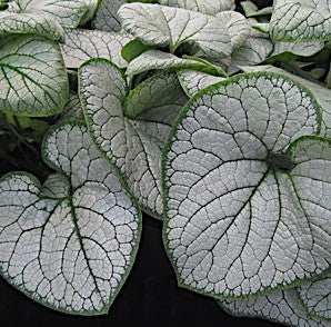 Brunnera 'Silver Heart'