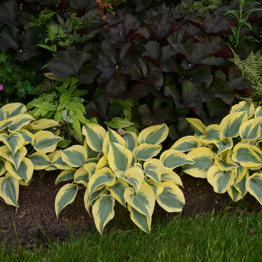 Hosta 'Autumn Frost' - A stand up and look at me perennial!