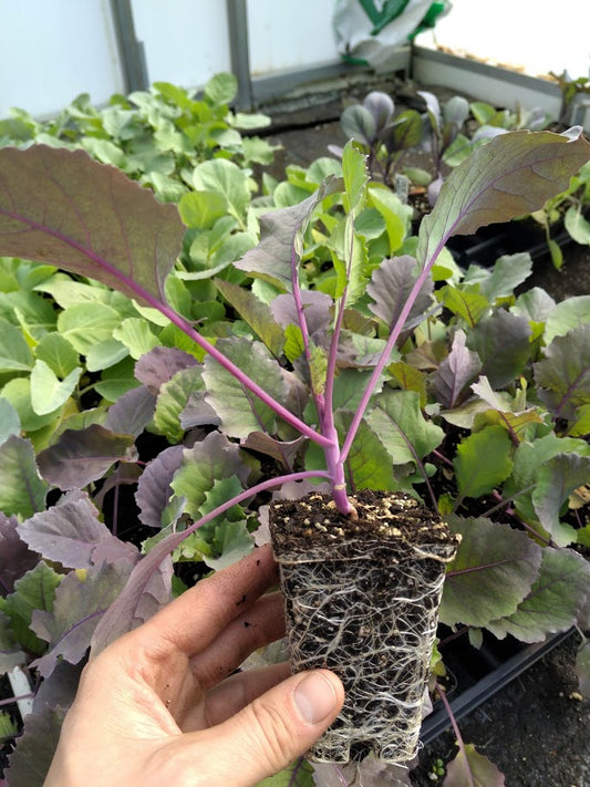 Kohlrabi 'Purple Vienna'