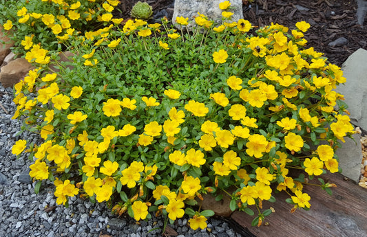 Nothing easier than portulacas!