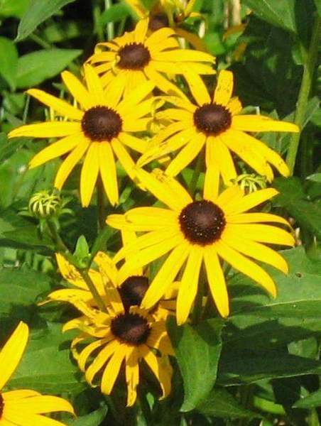 Goldsturm Rudbeckia - A perennial workhorse!