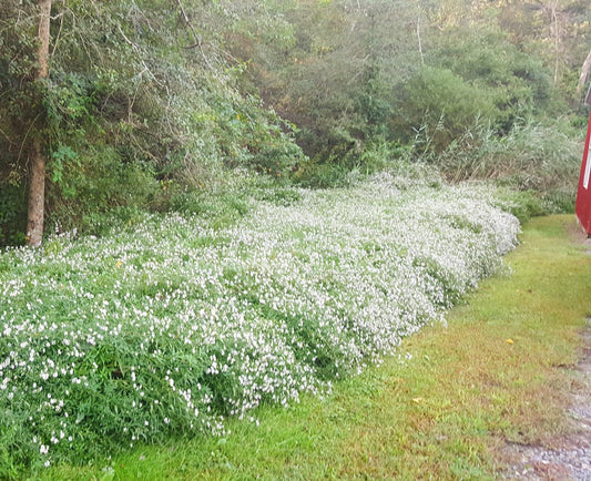 Heath Aster, A Fall Favorite