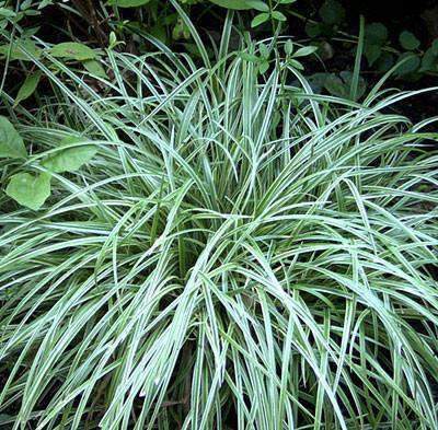 Carex Silver Sceptre - A Shady Delight!