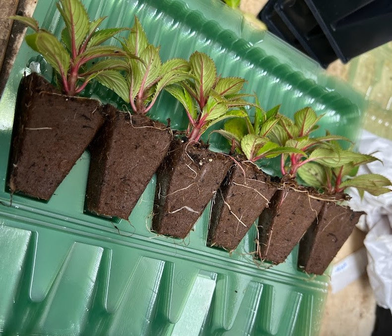 ekoxe garden planter The EZCube Self-watering Planter 21" x 24" Elevated