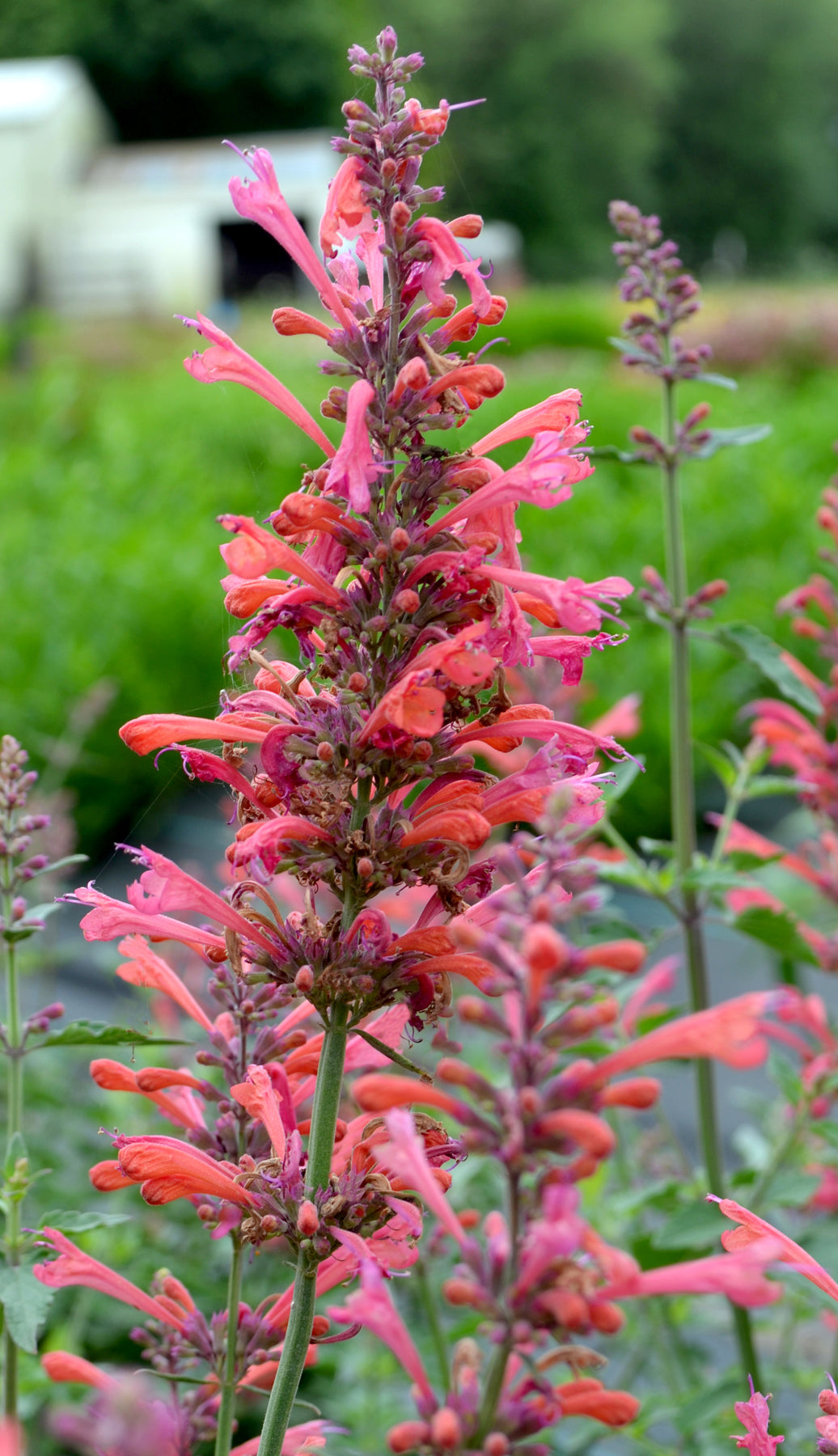 Agastache 'Kudos® Coral' PP25613