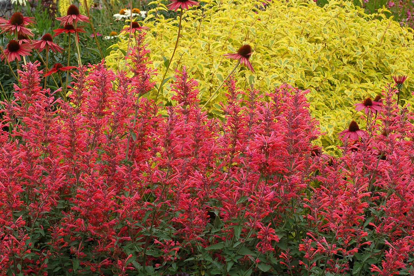 Agastache 'Kudos® Coral' PP25613