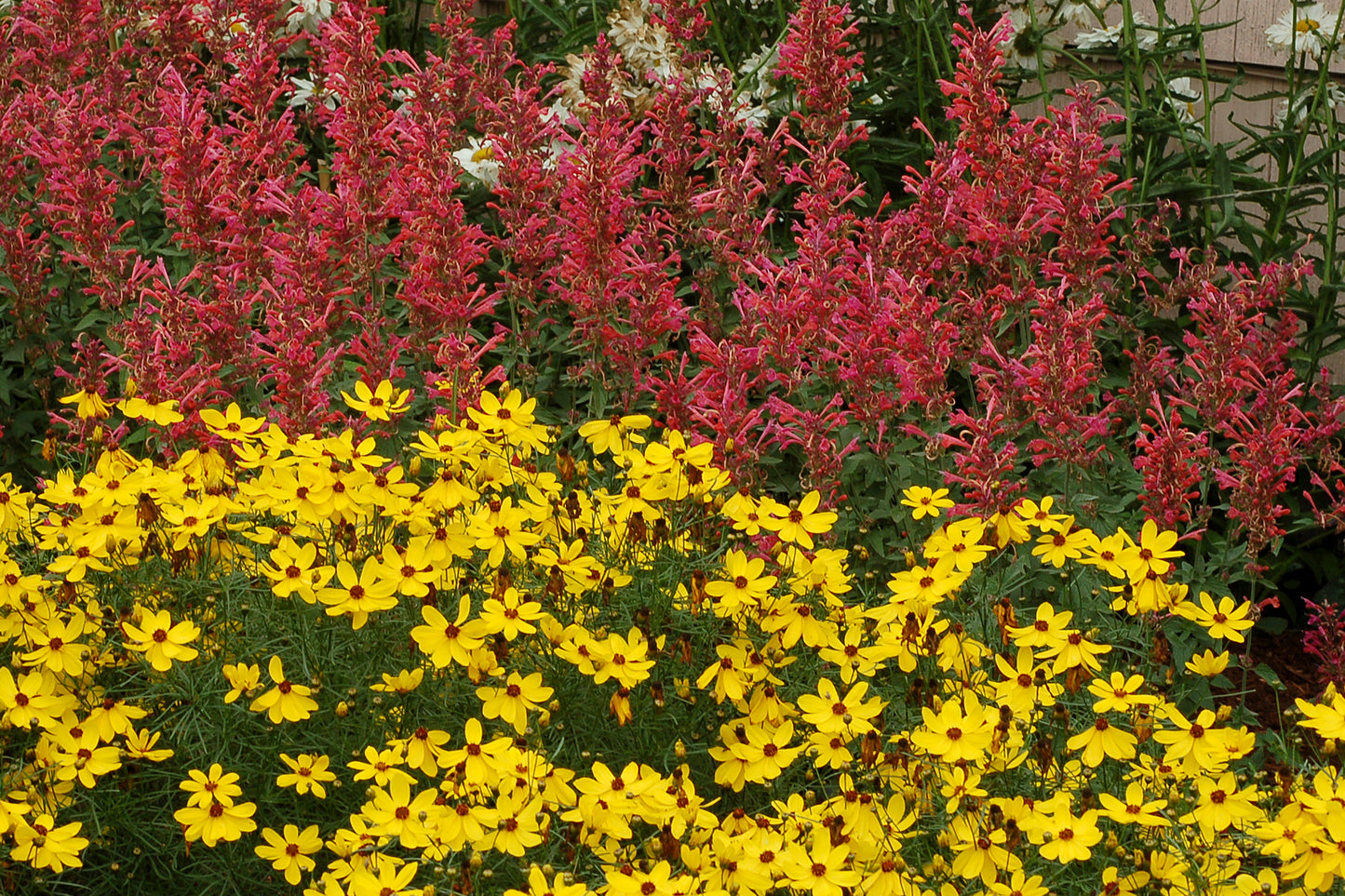 Agastache 'Kudos® Coral' PP25613