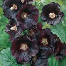 Alcea rosea 'Nigra'