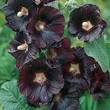 Alcea rosea 'Nigra'