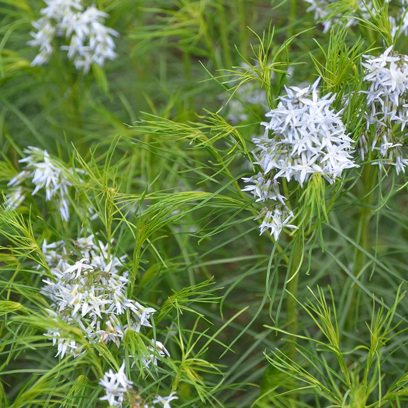 Amsonia hubrichtii (Threadleaf Blue Star) – Streambank Gardens