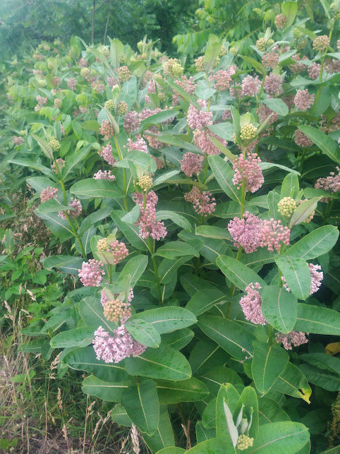 Asclepsias syriaca (Common Milkweed)