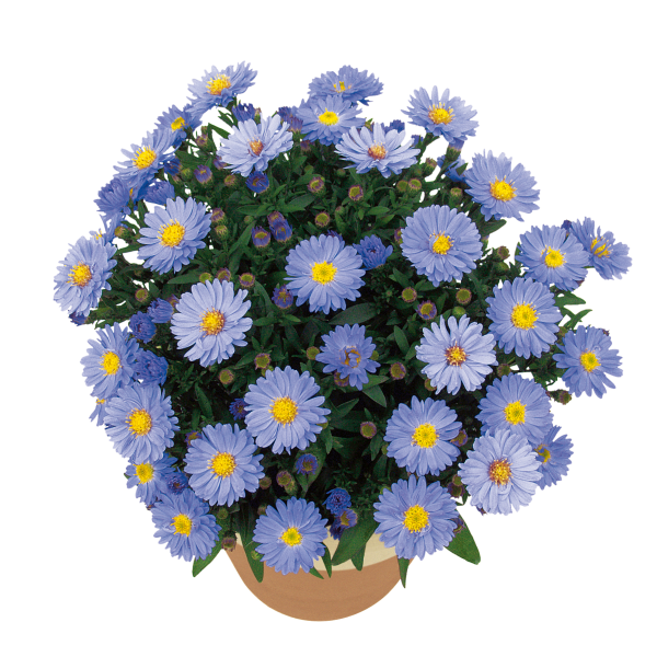 Aster Kickin'® Lavender