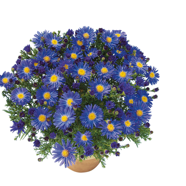 Aster Kickin'® Purple