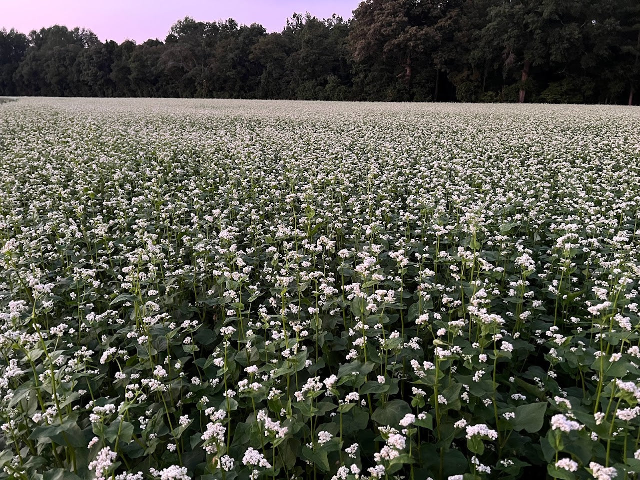 Koto Buckwheat Seed