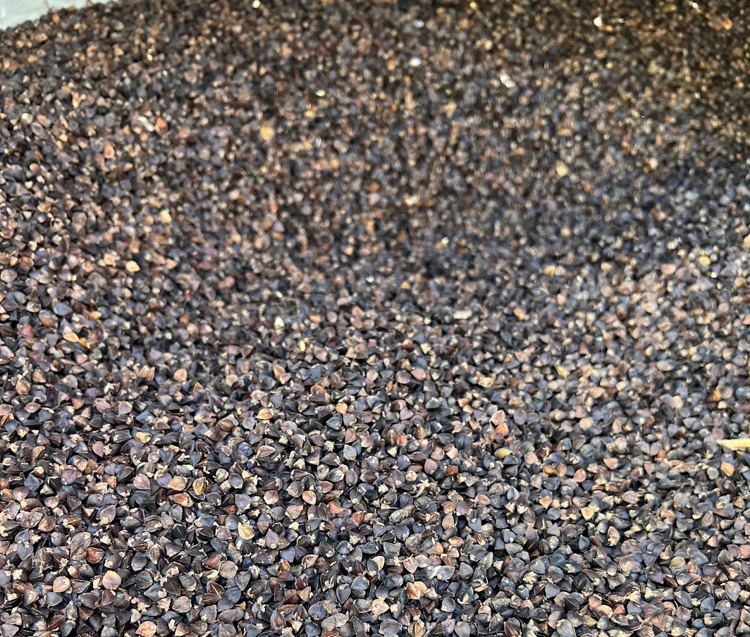 Koto Buckwheat Seed
