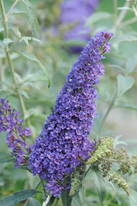 Buddleja Buzz 'Sky Blue' Plants