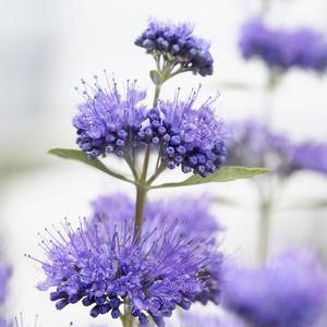 Caryopteris 'Blue Empire'