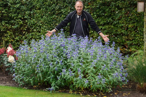 Caryopteris 'Blue Empire'