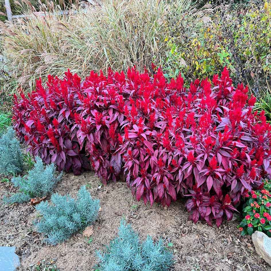 Celosia 'Dragon's Breath'® Plant