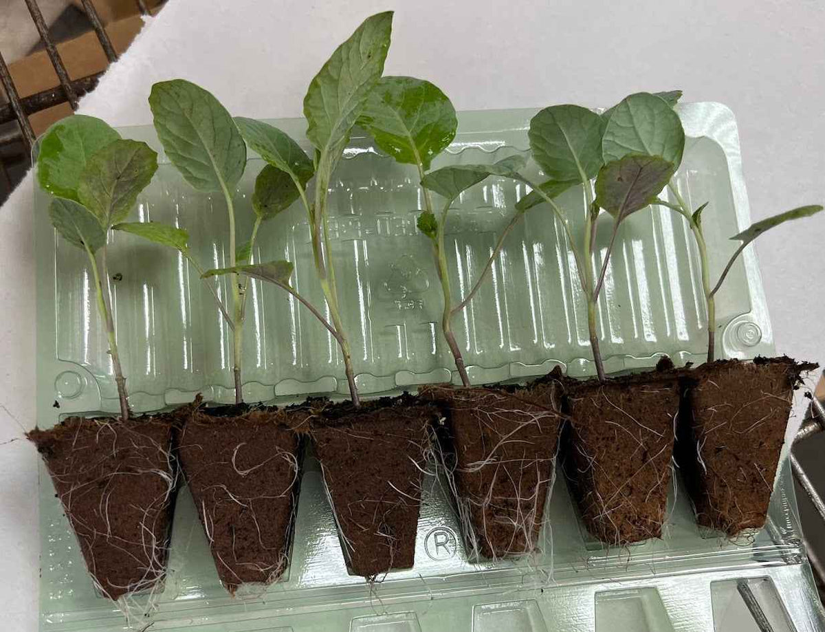 Kale 'Lacinato' Plants
