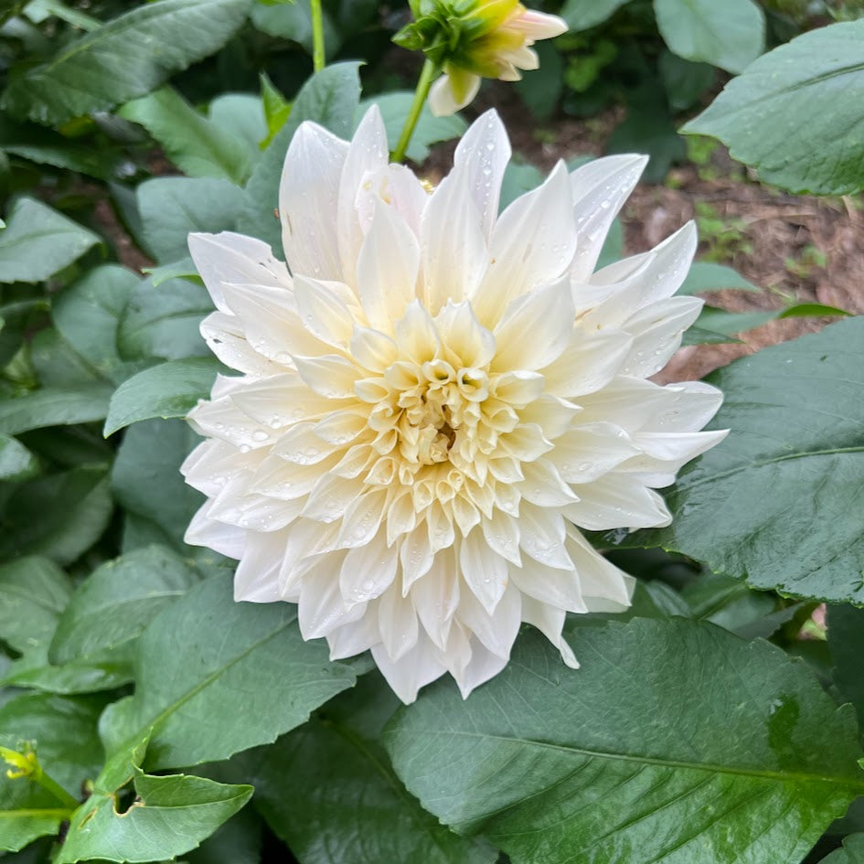 Dahlia 'Café au Lait'
