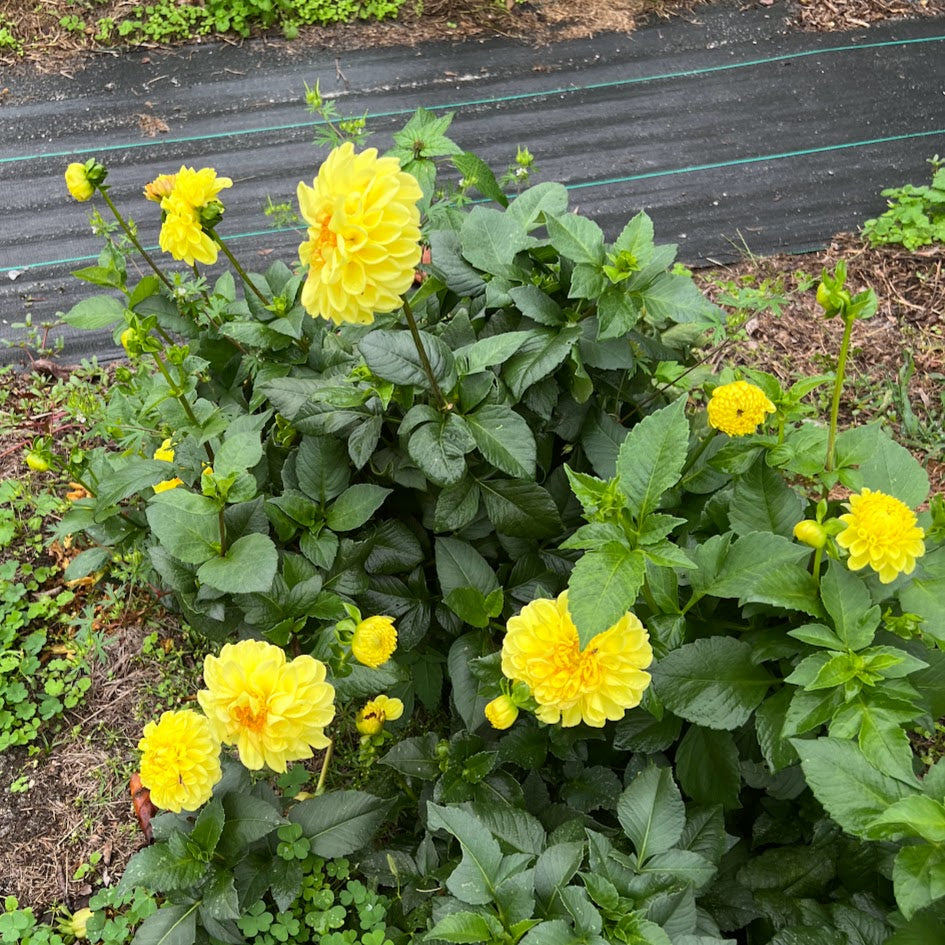 Dahlia 'Yellow Symphony'