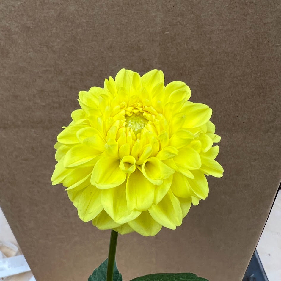Dahlia 'Yellow Symphony'