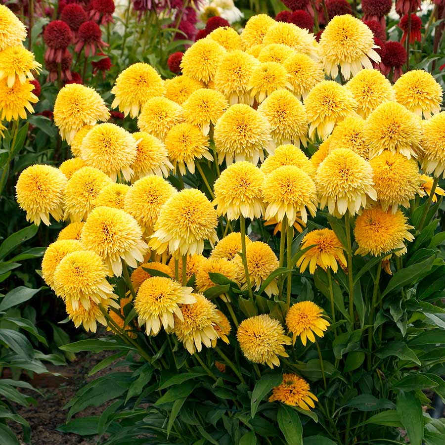 Echinacea CARA MIA® Yellow