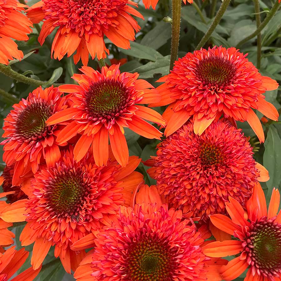 Echinacea 'Moab Sunset'