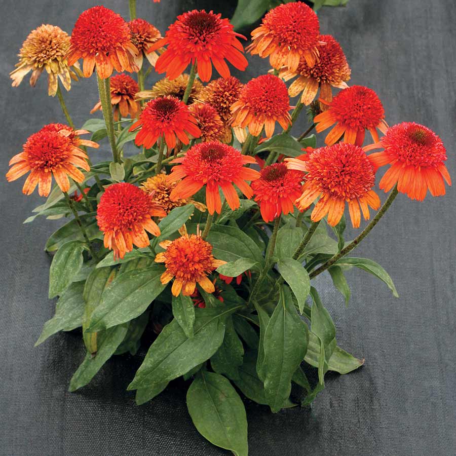 Echinacea 'Moab Sunset'