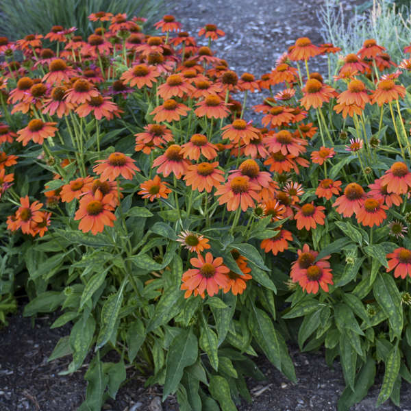 Echinacea Sombrero® Adobe Orange