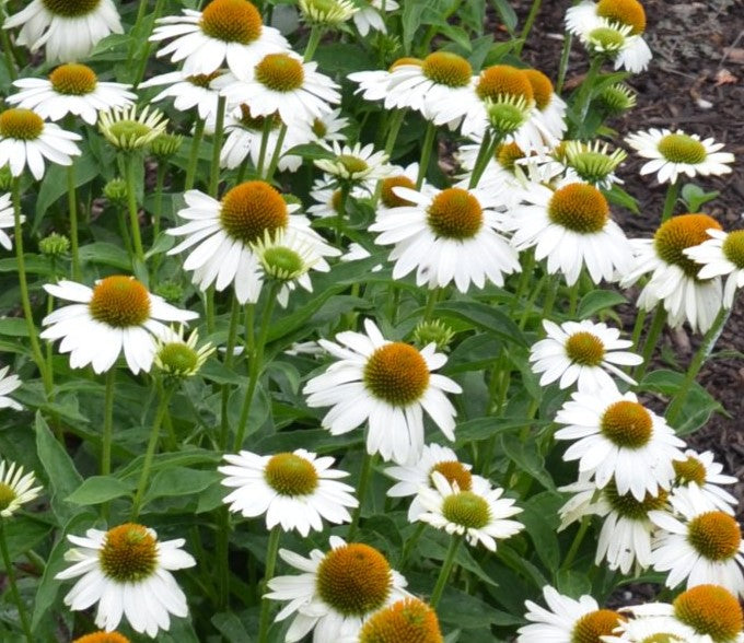 Echinacea Sombrero® Blanco