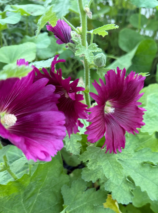 Alcea rosea 'Queeny Purple'