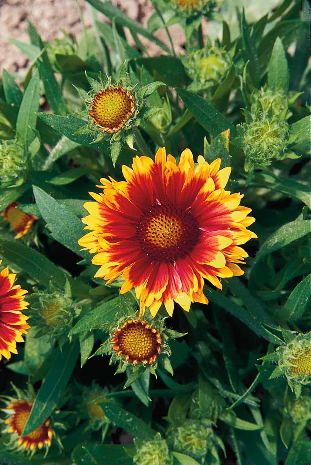 Gallardia aristata 'Arizona Sun' Plants, Blanketflower Plants,