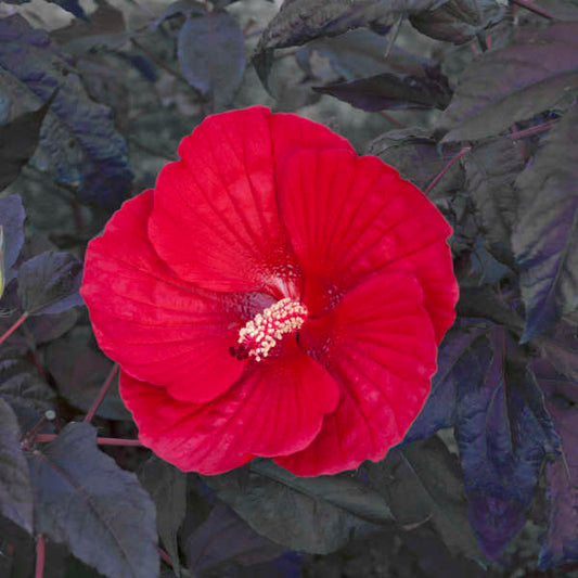 Hibiscus 'Midnight Marvel'