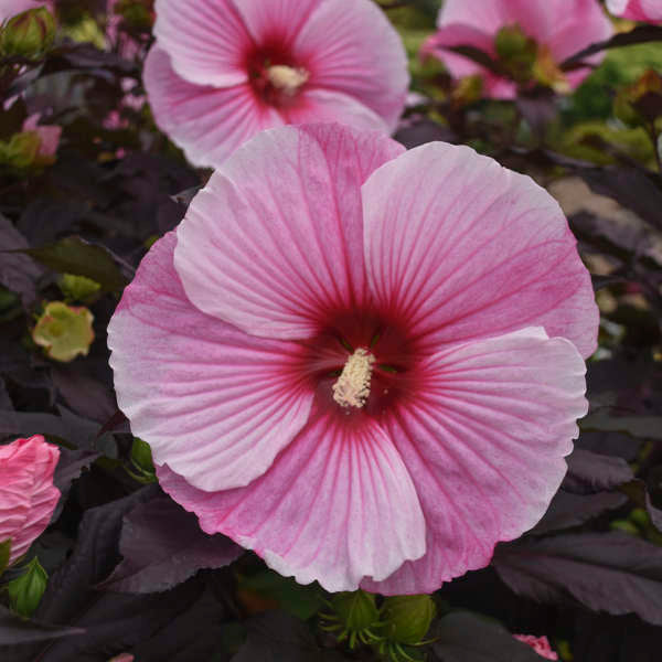 Hibiscus 'Starry Starry Night'