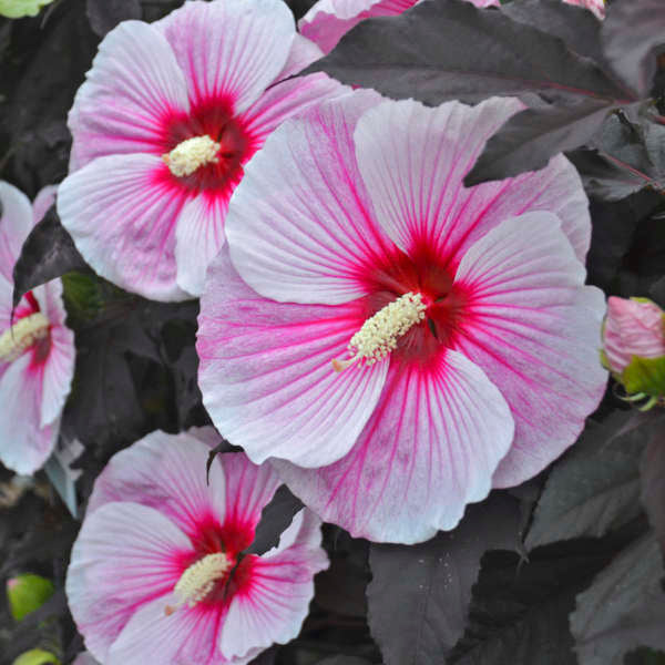 Hibiscus 'Starry Starry Night'