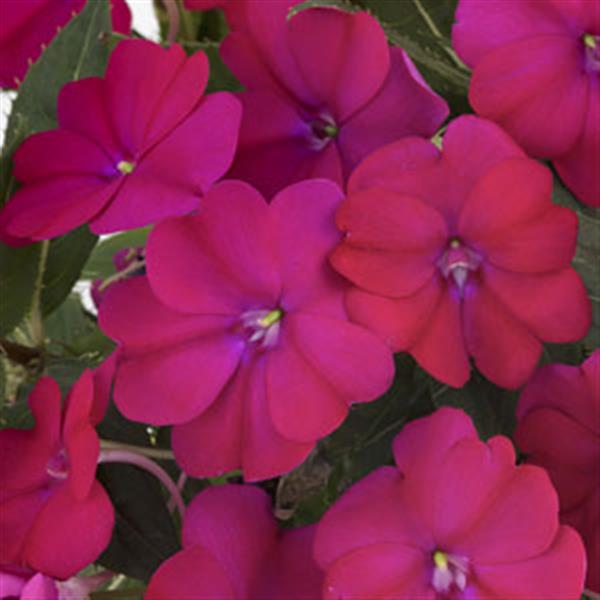 SunPatiens® 'Compact Royal Magenta’ Plants