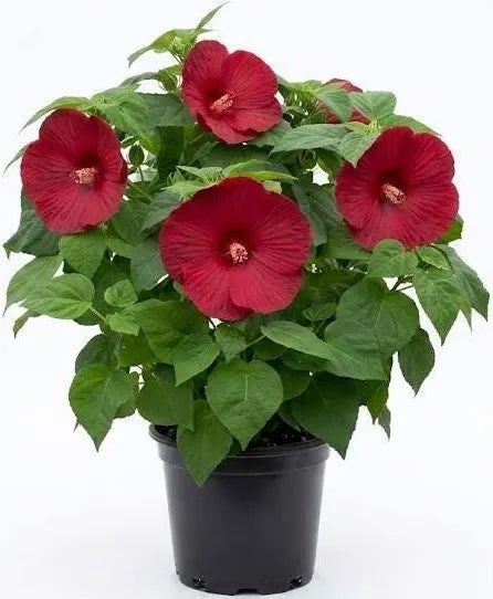 Hibiscus Luna ‘Red’