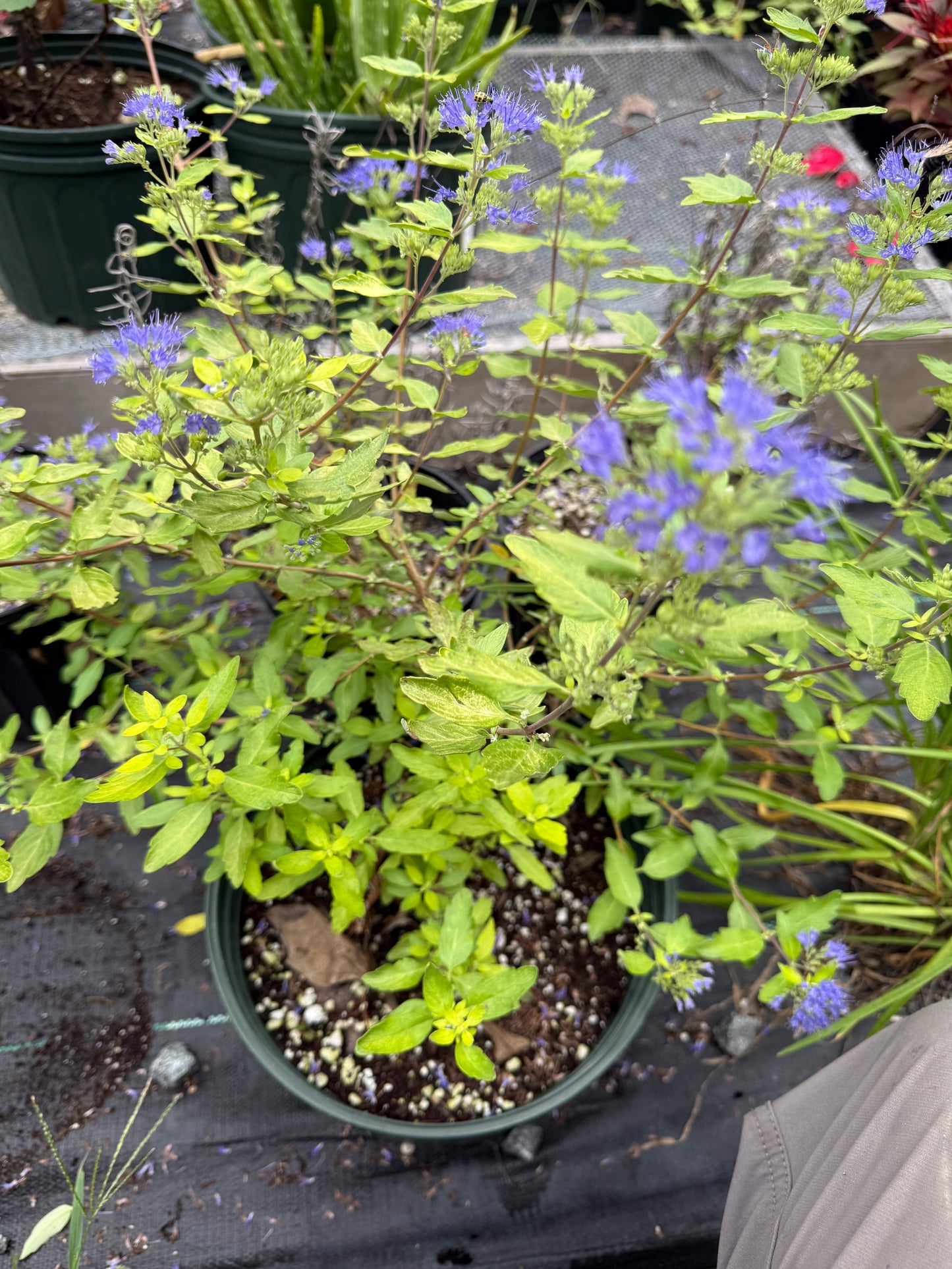 Caryopteris 'Gold Crest'