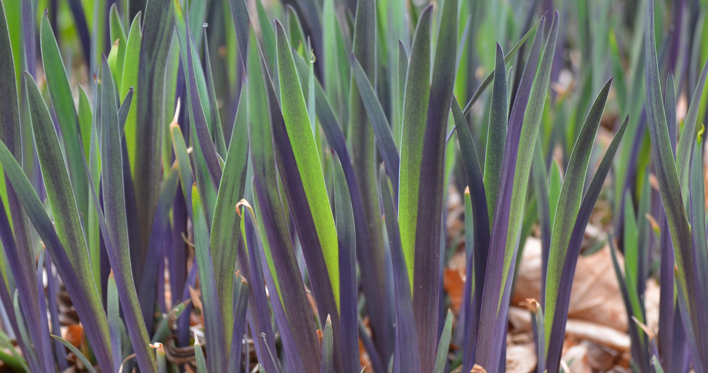 Iris versicolor 'Purple Flame' Plants