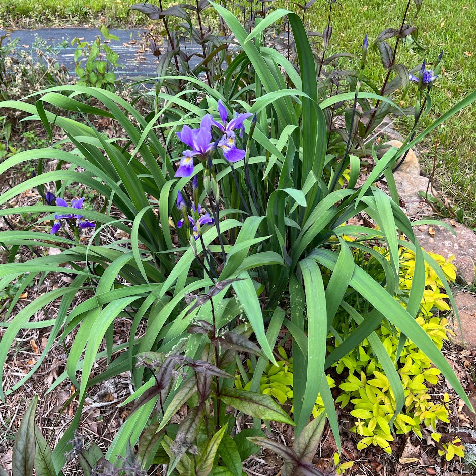 Iris versicolor 'Purple Flame' Plants