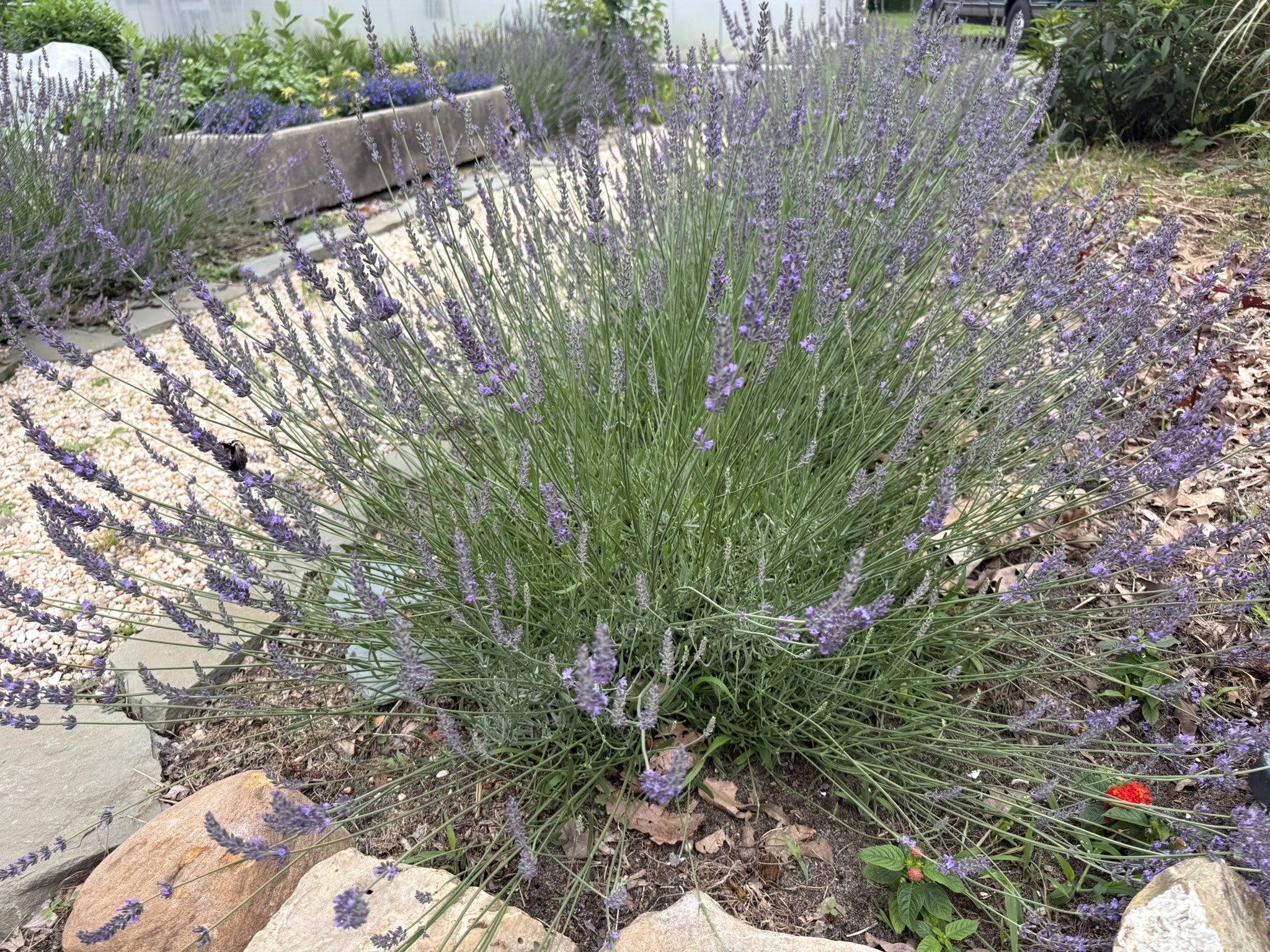 phenomenal lavender seeds for sale Lavandula x intermedia 'Sensational' – Streambank Gardens