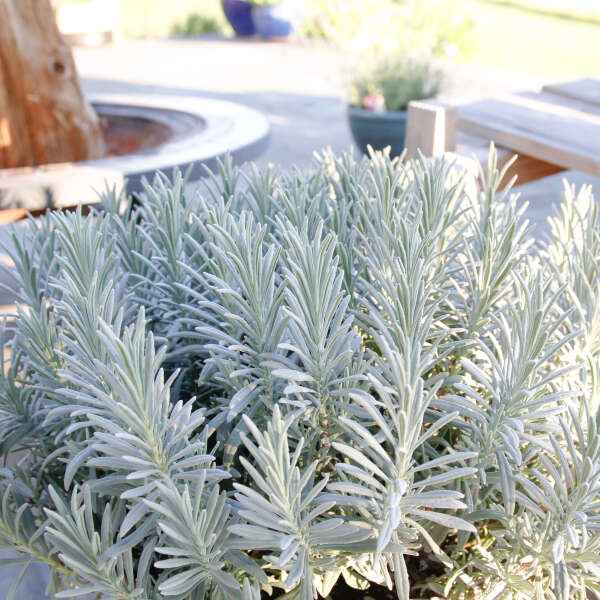 Lavandula x intermedia 'Phenomenal'