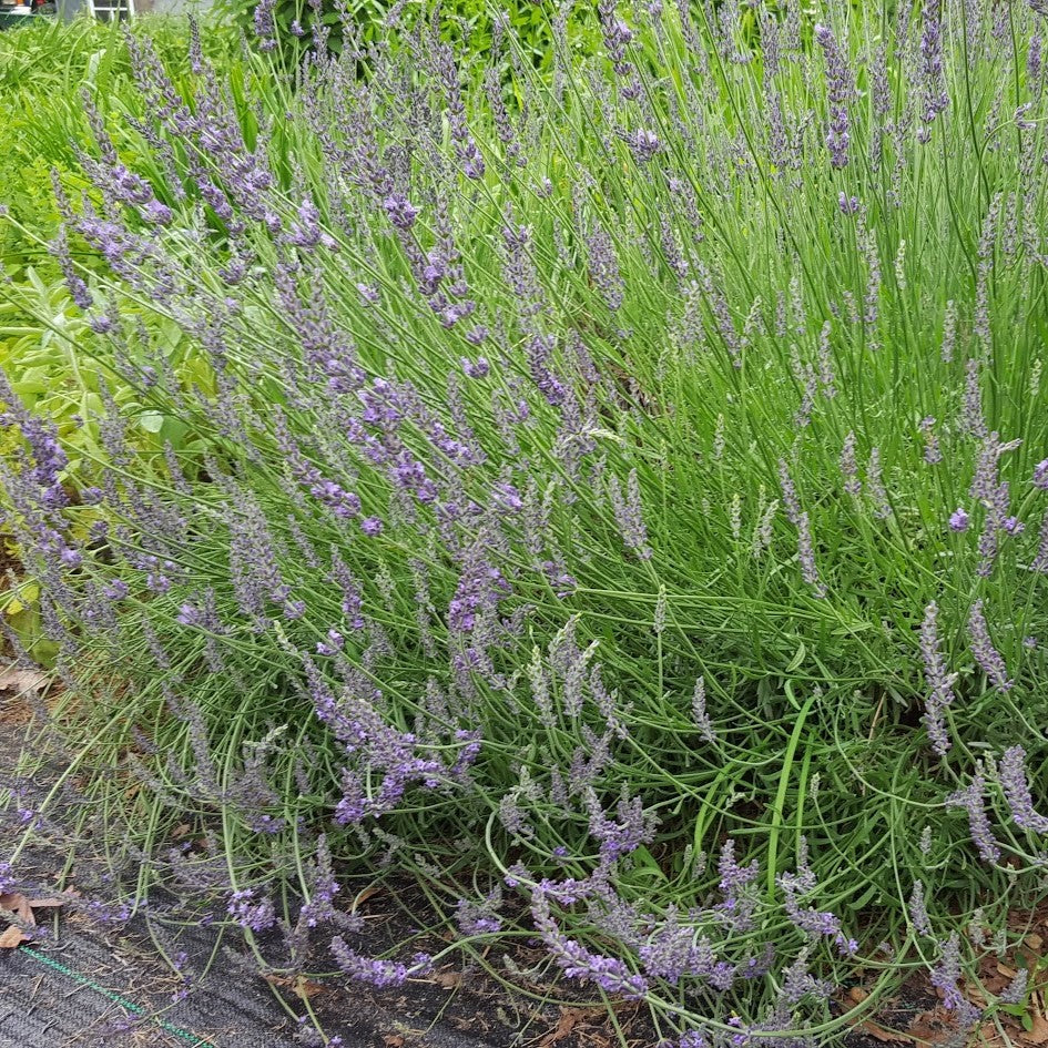 Lavandula x intermedia 'Phenomenal'