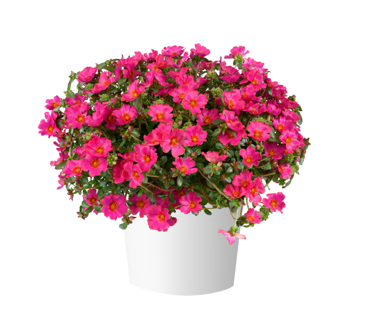 Portulaca oleracea Mega Pazzaz™ Fuchsia