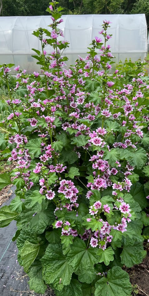 Malva sylvestris 'Zebrina' Plants
