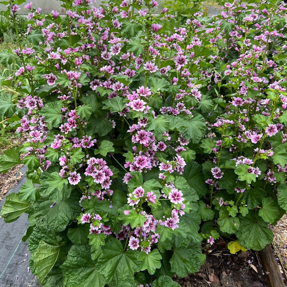 Malva sylvestris 'Zebrina' Plants