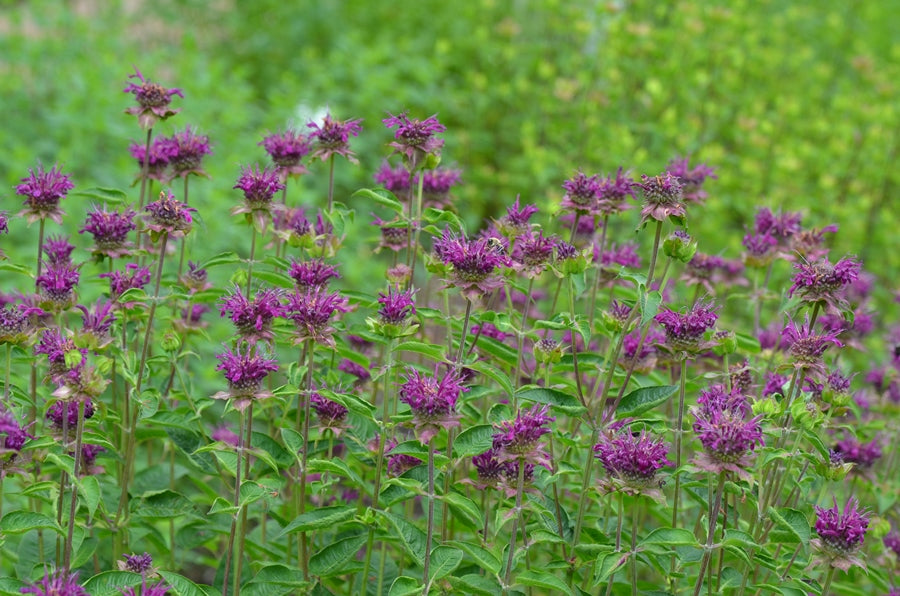 Monarda 'Purple Rooster’ Plants